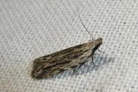 Anarsia innoxiella