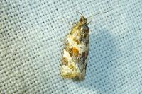 Argyrotaenia ljungiana