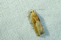 Eucosma