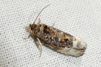 Hedya nubiferana
