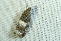 Notocelia trimaculana