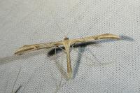 Emmelina monodactyla