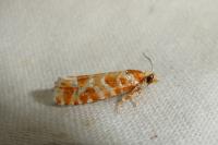 Rhyacionia pinicolana