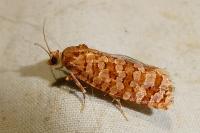 Lozotaeniodes formosana