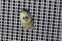 Acleris variegana