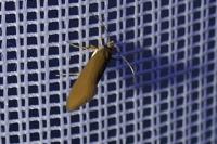 Crassa unitella