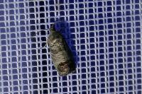 Cydia pomonella