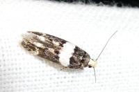 Recurvaria leucatella