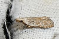 Anarsia