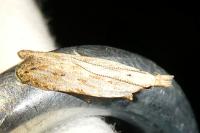 Anarsia