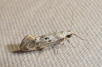 Herrichia excelsella