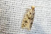 Eumasia parietariella