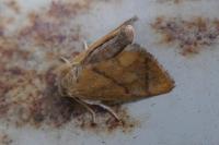 Apoda limacodes
