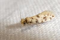Eumasia parietariella