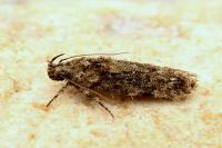Carpatolechia fugacella