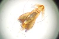 Carpatolechia fugacella