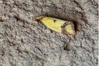 Agapeta zoegana