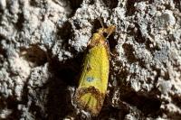 Agapeta zoegana