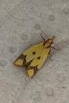 Agapeta zoegana