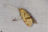 Agapeta hamana