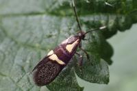Dasycera oliviella