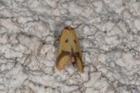 Agapeta zoegana