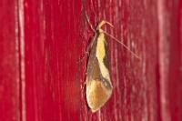 Harpella forficella
