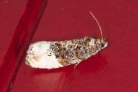 Hedya nubiferana