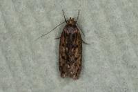 Hofmannophila pseudospretella