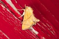 Apoda limacodes