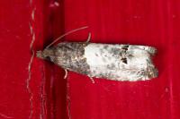 Notocelia roborana