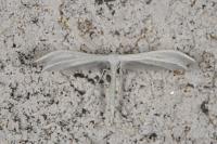 Pterophorus pentadactylus