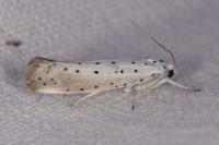 Yponomeuta rorrella