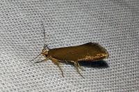 Crassa unitella