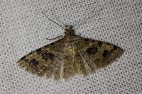 Alucita hexadactyla