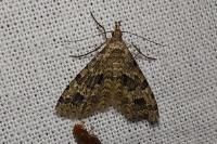 Alucita hexadactyla