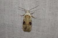 Agonopterix alstroemeriana