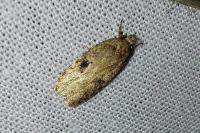 Agonopterix propinquella
