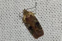 Agonopterix purpurea