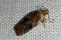 Agonopterix purpurea