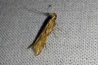 Metzneria