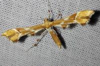 Cnaemidophorus rhododactylus
