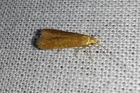Tischeria