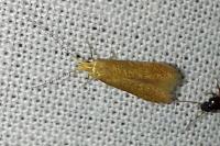 Tischeria