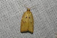 Acleris