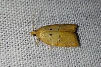 Acleris