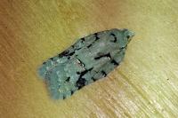 Acleris literana