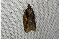Acleris umbrana