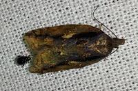 Acleris umbrana