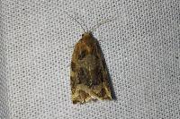 Archips xylosteana